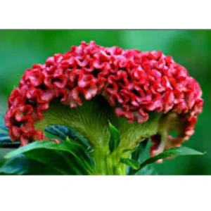 Cockscomb Mix Flower Seeds