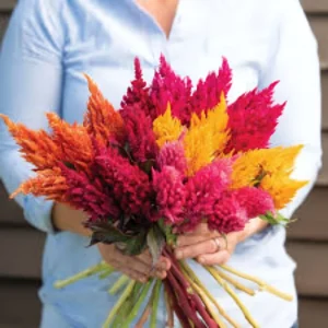 Celosia Mix Flower Seeds