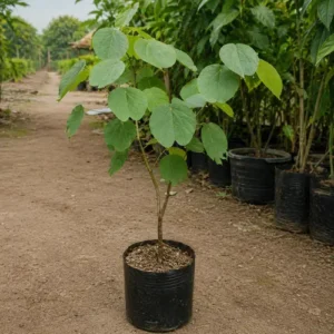 Buy Kachnar Plant in Pakistan Buy Kachnar Plant in Pakistan