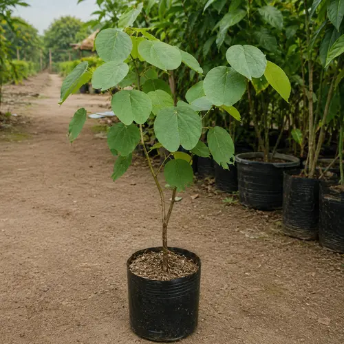 Buy Kachnar Plant in Pakistan Buy Kachnar Plant in Pakistan