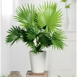 Table Palm placed on a modern office desk, adding a touch of greenery.