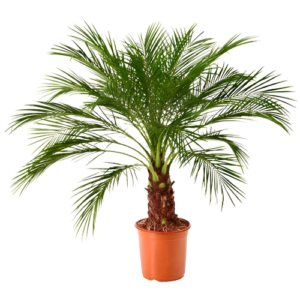 Young Phoenix Palm sapling in a pot for home gardening.
