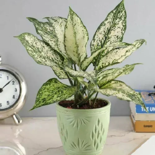 Aglaonema Plant with variegated green and silver leaves