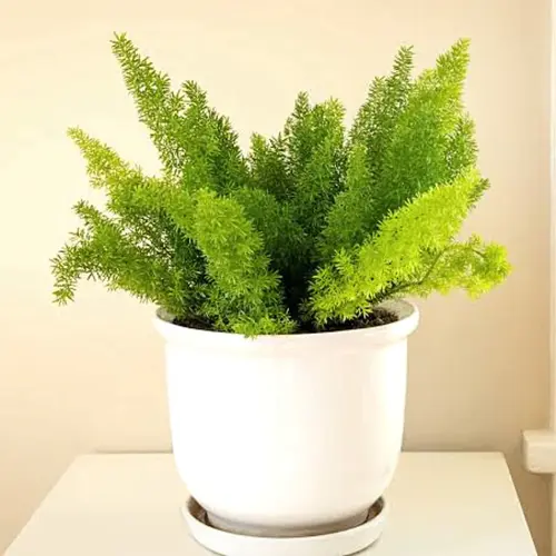Marry Spara Grass Plant