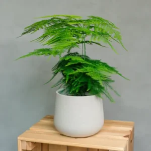 Plumosa plant indoor asparagus fern with feathery green foliage