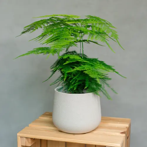 Plumosa plant indoor asparagus fern with feathery green foliage