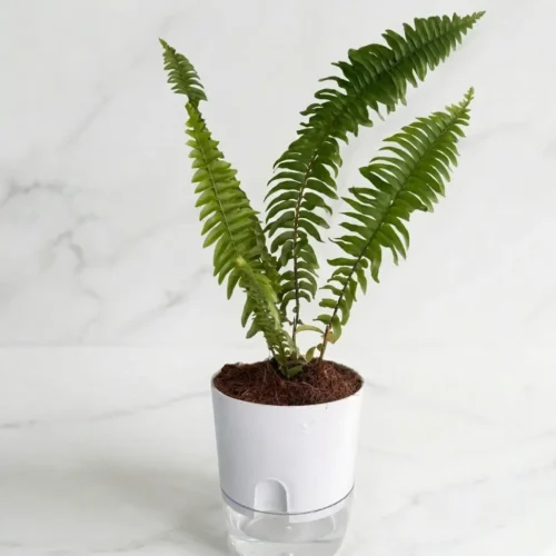 lush green fern plant for home decoration