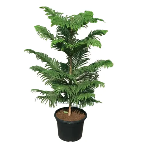 Araucaria Plant’s soft, feathery needles