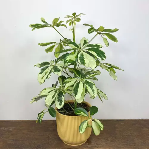 Shaflora plant (schefflera) lush green foliage indoors