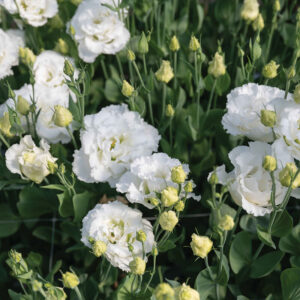 lisianthus plant