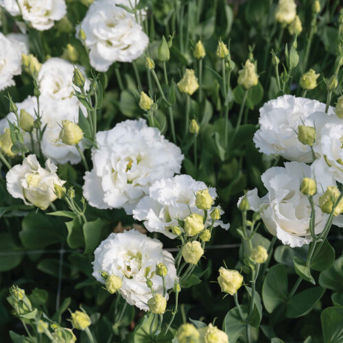 04999p 01 corelli sugoi white lisianthus now buy online in Pakistan at seed beej