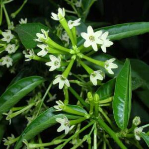 Raat KI Rani Plant