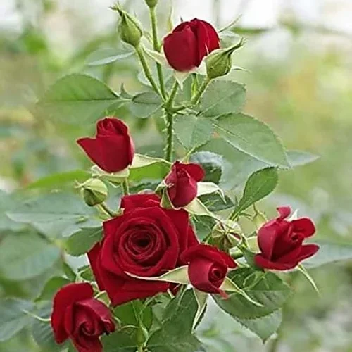 Desi Rose Plant in full bloom with vibrant red flowers