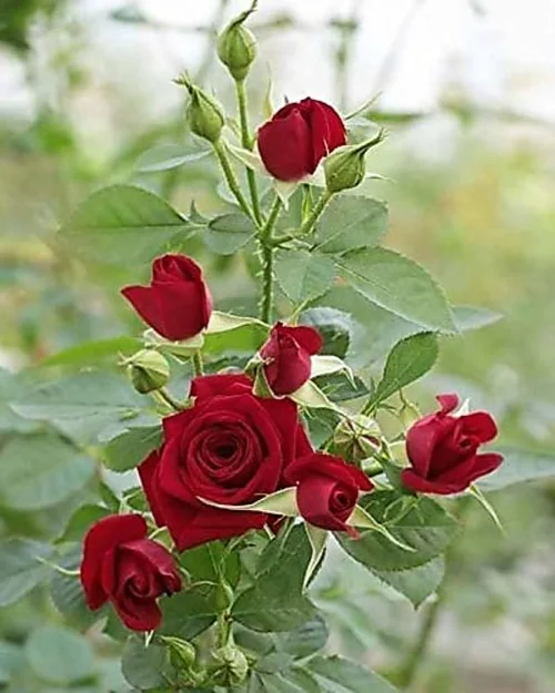 Desi Rose Plant in full bloom with vibrant red flowers