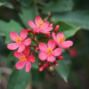 Pink Jatropha plant