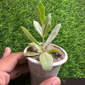 lisianthus plant (mix color)