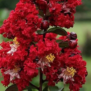 Lagestonia red plant