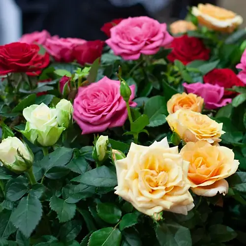 Miniature rose mix plant