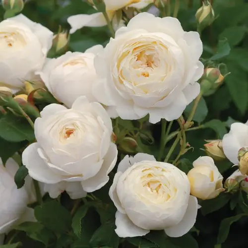 English Rose Mix Plant in full bloom