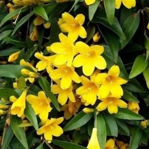 Chambeli Yellow Plant in full bloom with yellow fragrant flowers