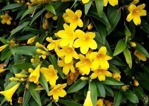 Chambeli Yellow Plant in full bloom with yellow fragrant flowers
