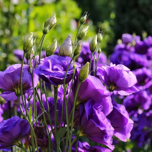 Lisianthus Plant Pakistan β Premium Flowering Plant for Home Gardens Lisianthus Plant Pakistan β Premium Flowering Plant for Home Gardens