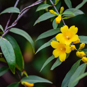 Chambeli Yellow Plant