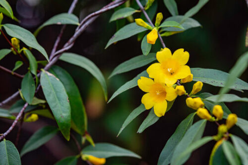 Chambeli Yellow Plant