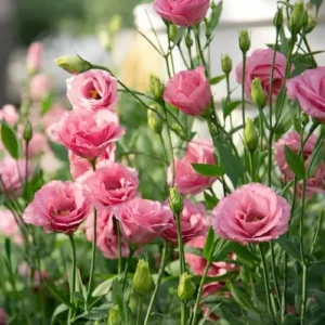 Lisianthus Plant Pakistan β Premium Flowering Plant for Home Gardens Lisianthus Plant Pakistan β Premium Flowering Plant for Home Gardens