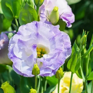 Lisianthus Plant Pakistan β Premium Flowering Plant for Home Gardens Lisianthus Plant Pakistan β Premium Flowering Plant for Home Gardens
