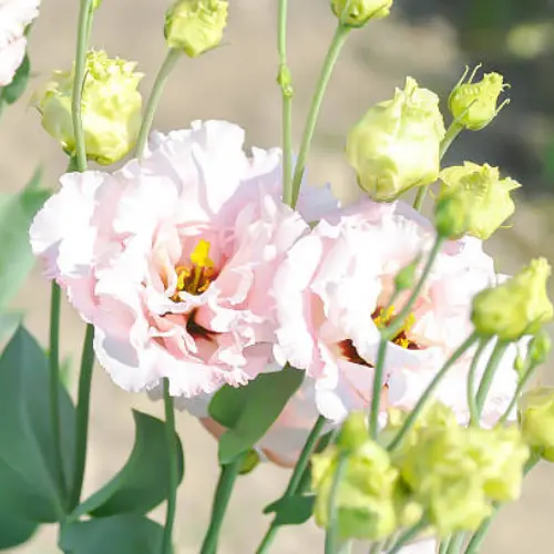 Lisianthus Plant Pakistan β Premium Flowering Plant for Home Gardens Lisianthus Plant Pakistan β Premium Flowering Plant for Home Gardens