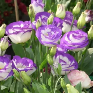 43 (7) lisianthus plant (mix color)