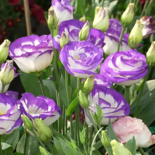 43 (7) lisianthus plant (mix color)