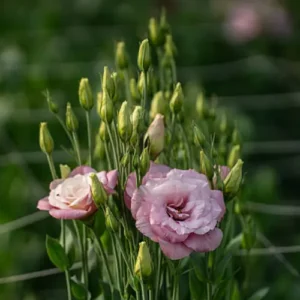 Lisianthus Plant Pakistan β Premium Flowering Plant for Home Gardens Lisianthus Plant Pakistan β Premium Flowering Plant for Home Gardens