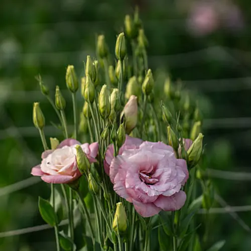 Lisianthus Plant Pakistan β Premium Flowering Plant for Home Gardens Lisianthus Plant Pakistan β Premium Flowering Plant for Home Gardens