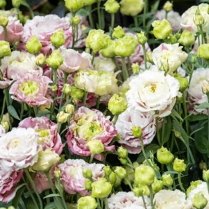 Lisianthus Plant Pakistan β Premium Flowering Plant for Home Gardens Lisianthus Plant Pakistan β Premium Flowering Plant for Home Gardens