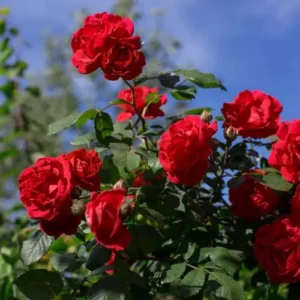 Desi Rose Plant in full bloom with vibrant red flowers