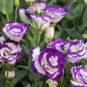 Lisianthus Plant Pakistan β Premium Flowering Plant for Home Gardens Lisianthus Plant Pakistan β Premium Flowering Plant for Home Gardens