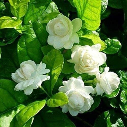 Motiya Desi Plant in full bloom with white fragrant flowers