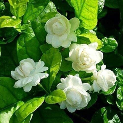 Motiya Desi Plant in full bloom with white fragrant flowers