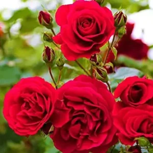 Desi Rose Plant in full bloom with vibrant red flowers