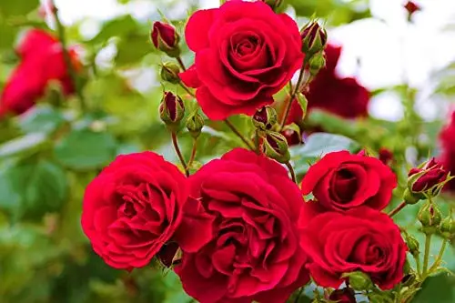 Desi Rose Plant in full bloom with vibrant red flowers