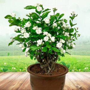 Motiya Desi Plant
