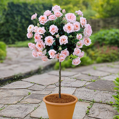 Standard Rose Plant in full bloom with vibrant red flowers