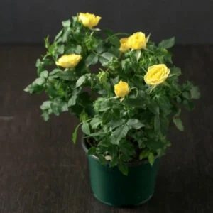 Miniature Rose Yellow Plant