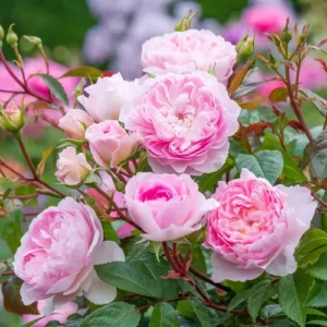 English Rose Mix Plant in full bloom