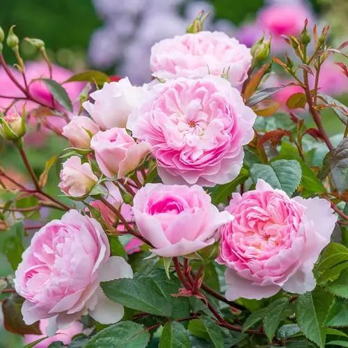 English Rose Mix Plant in full bloom