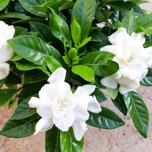 Chandni Plant in full bloom with white fragrant flowers