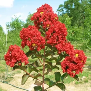 : Lagerstroemia Red Plant with vibrant red flowers and dark foliage
