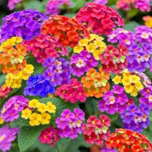 Lantana mix color plant